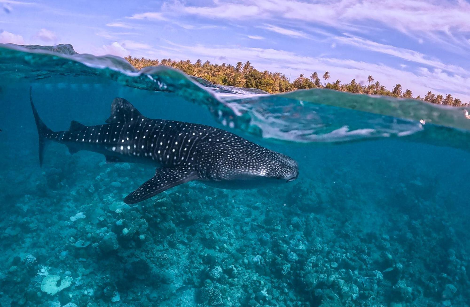Sands Grand Dhigurah  Exteriér fotografie